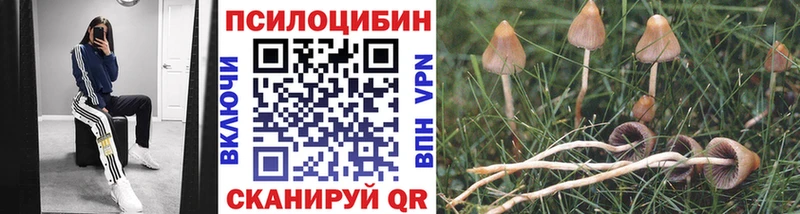 Галлюциногенные грибы Cubensis блэк спрут Новопавловск